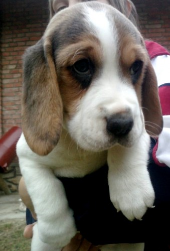 Bgl-Beagle