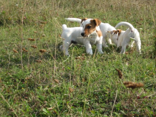 Jack russell  terier