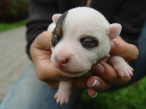 Prodm JRT - jack russell terier