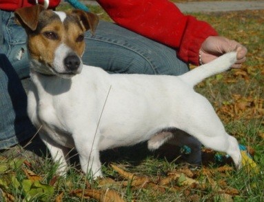 jack russel terier - prodm tnata