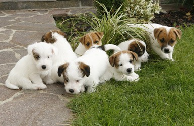 Jack Russel Terier  tata s PP