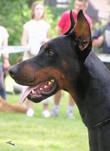 Dobrman - �t��ata