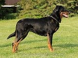 tata beaucerona