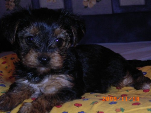 JORK��RSK� TERI�R