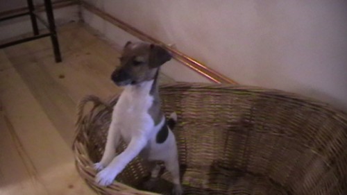 tn Jack Russel terier