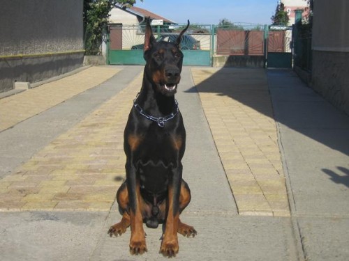 Stenata �istokrvn�ch dobermanov