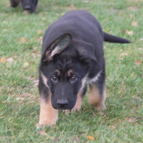 N�meck� ov��k - �t��ata s PP