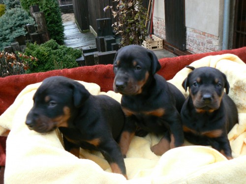 Dobrman - �t��ata