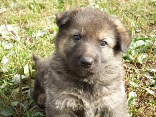 Prod�m �t��ata n�meck�ho ov��ka