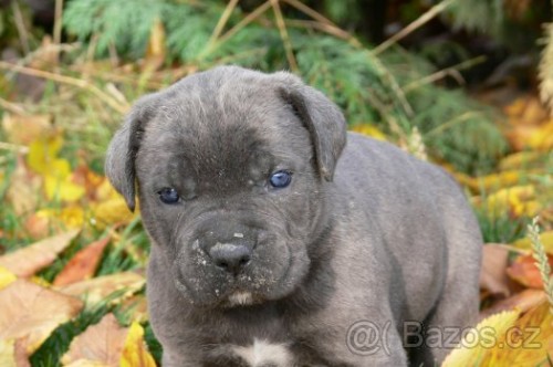 tata Cane corso