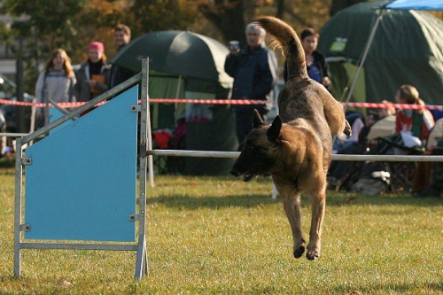 kolika pro ttka a vcvik agility