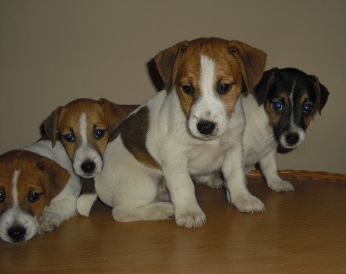 Jack Russell Terier