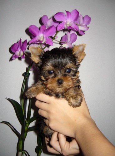 Jork��rsk� teri�r