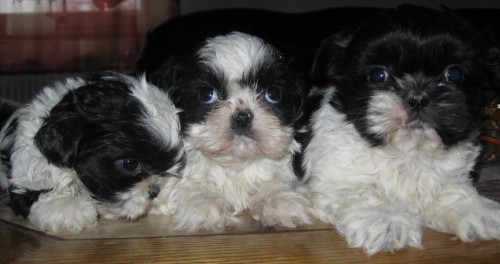 stenatka shihtzu