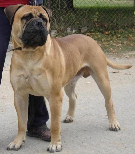 Bullmastiff teniatka s PP