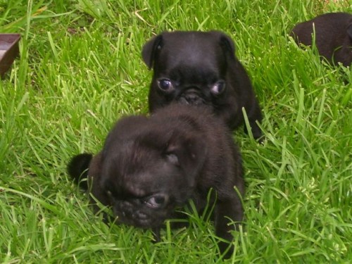 Mops - tata bez pp