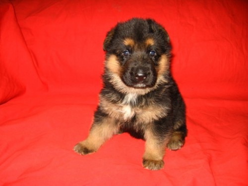 N�meck� ov��k �t���tka s PP