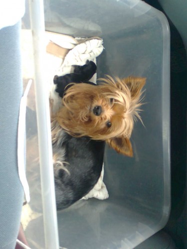 york��rsk� terier