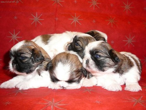 CHS Breed Love - nabz tka plemene Shih-tzu