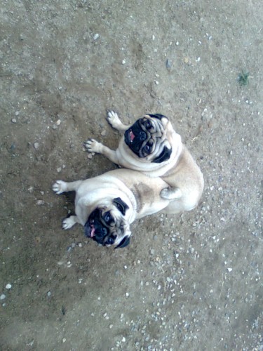 mops