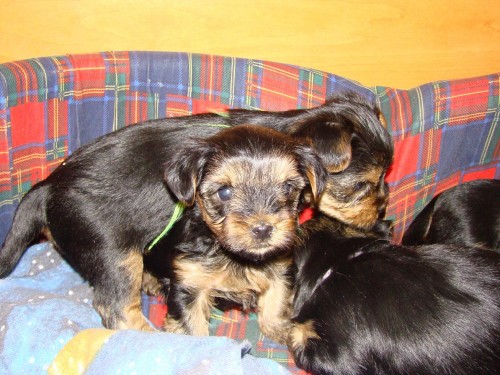 Kr�sn� �t���tka jork��ra