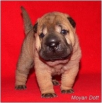 SHAR-PEI - ttka ze zahraninho kryt