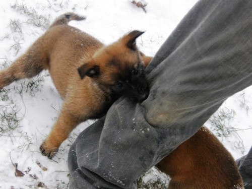 Belg. ovk Malinois