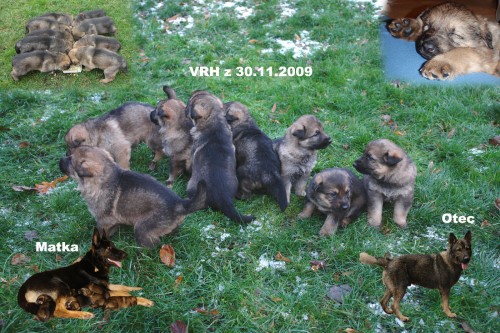 Prod�m �t�n� n�meck�ho ov��ka