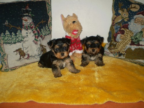 york��rsk� terier