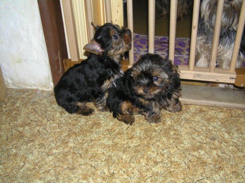 Prod�m �t��ata Jork��rsk� terier