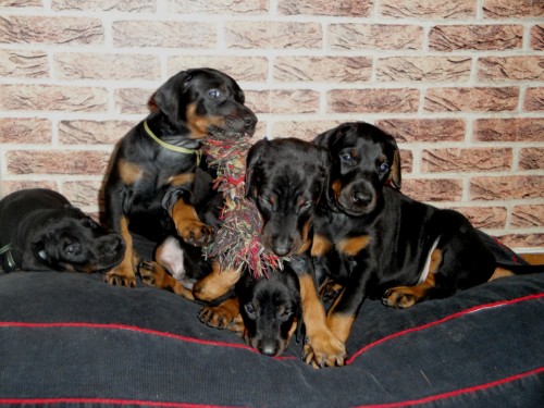 Dobrman �t���tka s PP