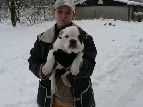 Olde Bulldogge