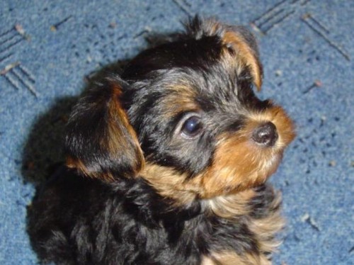 Prod�m �t�n� Jork��rsk�ho teri�ra