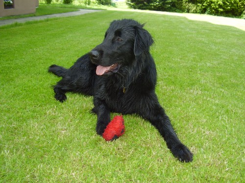 FLAT COATED RETRIEVER  NABDKA KRYT