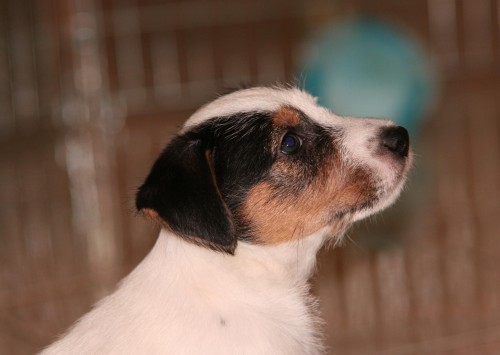 Jack Russel Terier