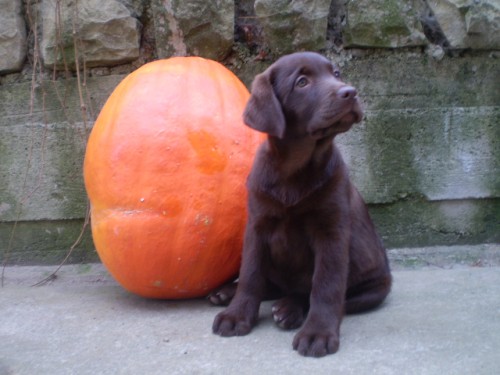 Labradorsk retriever-okoldov a ern ttka s PP