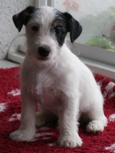 Jack Russell Terier s PP