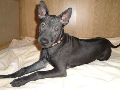 Thajsk ridgeback - Posledn feneka