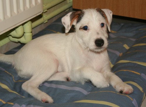 Jack Russel Terier