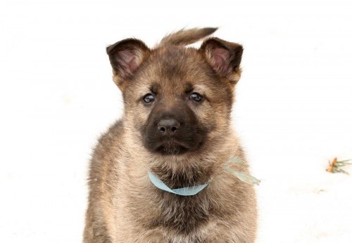 N�meck� ov��k mohutn� dlouhosrst�