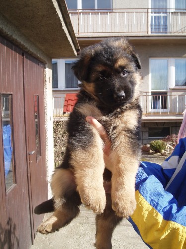 Prod�m ����ata N�meck�ho ov��ka s PP