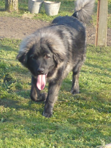 Kavkazsk� pasteveck� pes