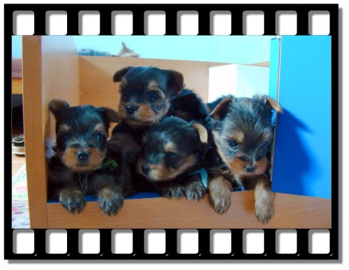 Jork��rsk� teri�r- MINI KLUCI!