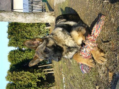 �t�n� NO - fen tmav� vlko�ed�