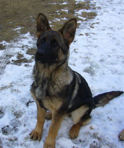 �t�n� - fena NO tmav� vlko�ed�