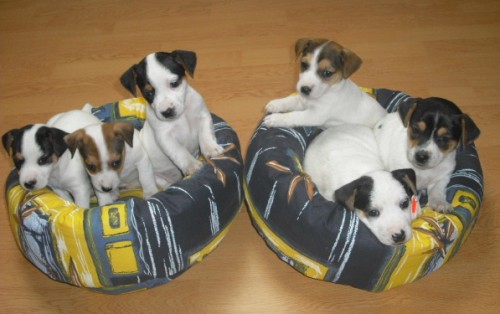 Jack Russel Terier