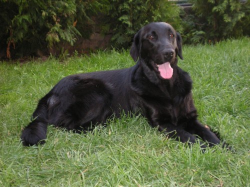 FLAT COATED RETRIEVER