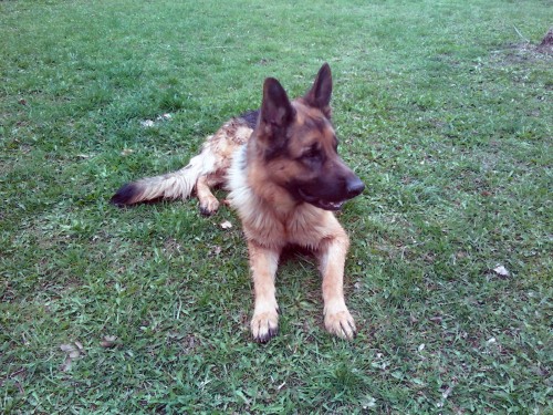 Prod�m n�meck�ho ov��ka s PP.