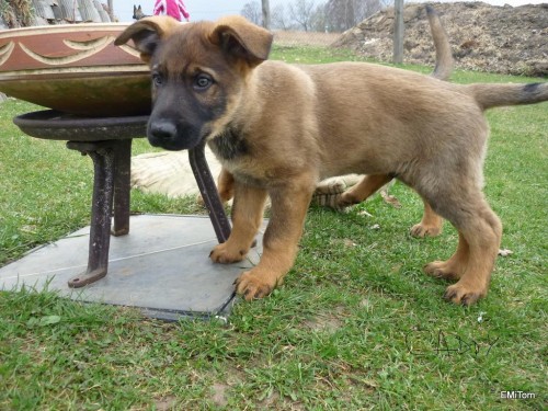 �t��ata n�meck�ho ov��ka s PP