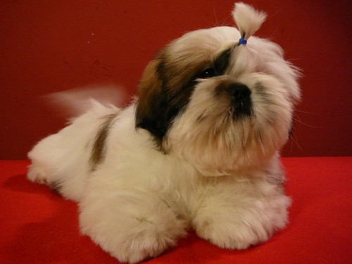  Posledn voln kluk Shih-tzu s PP